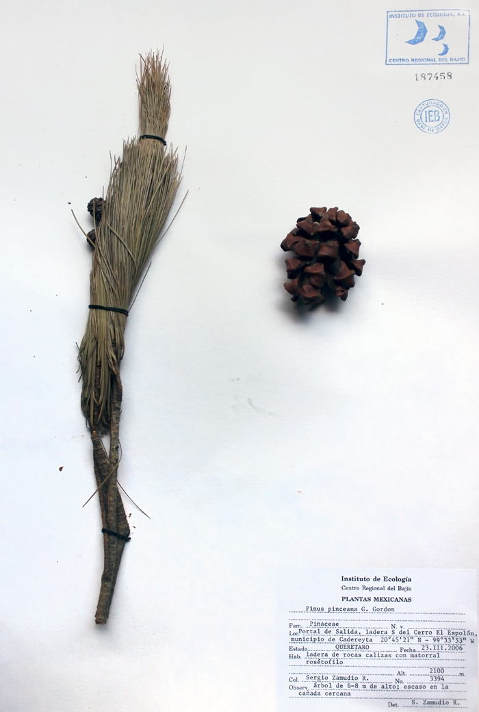 Pinus pinceana